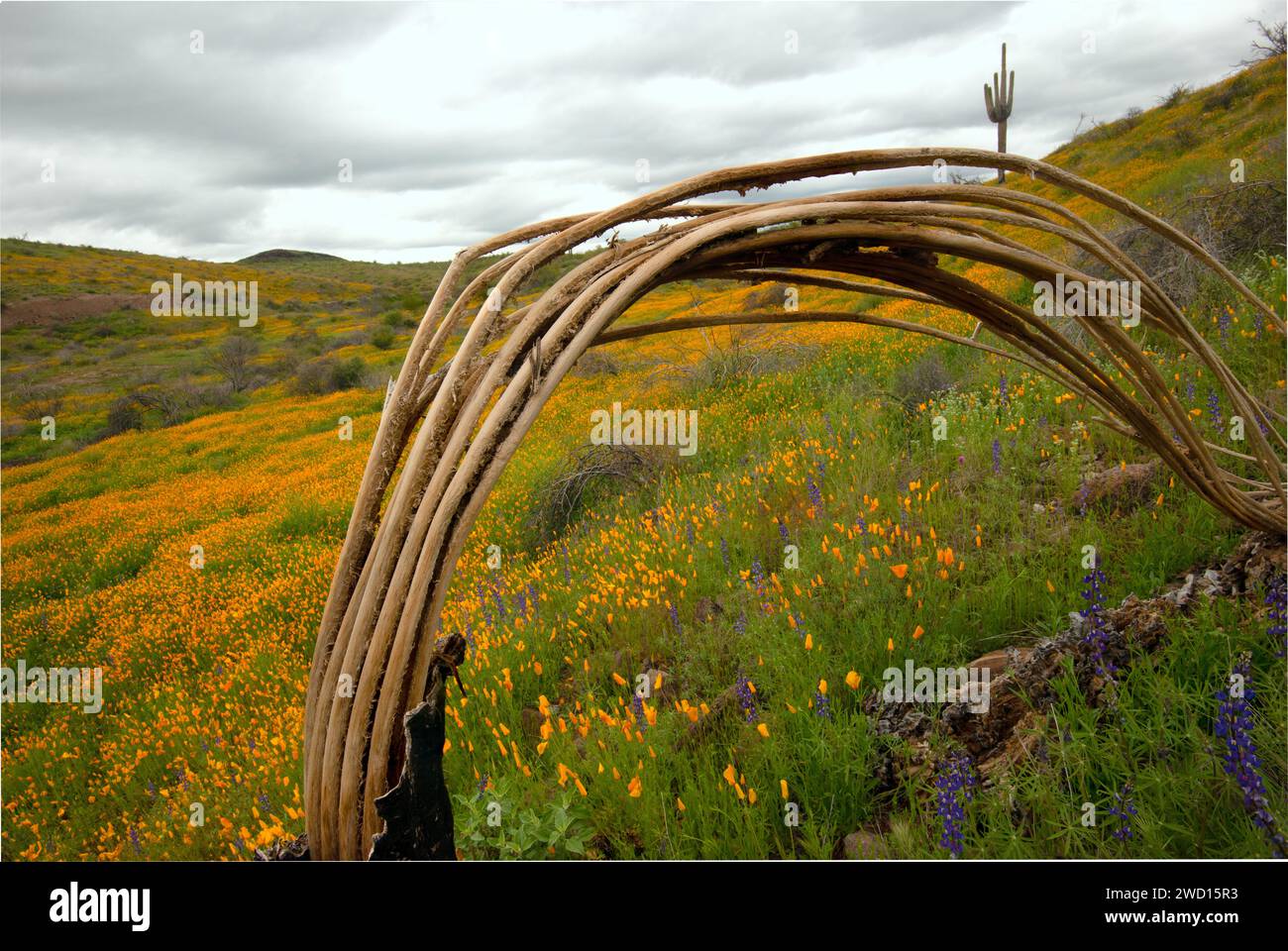 Cactus skeleton hi-res stock photography and images - Alamy