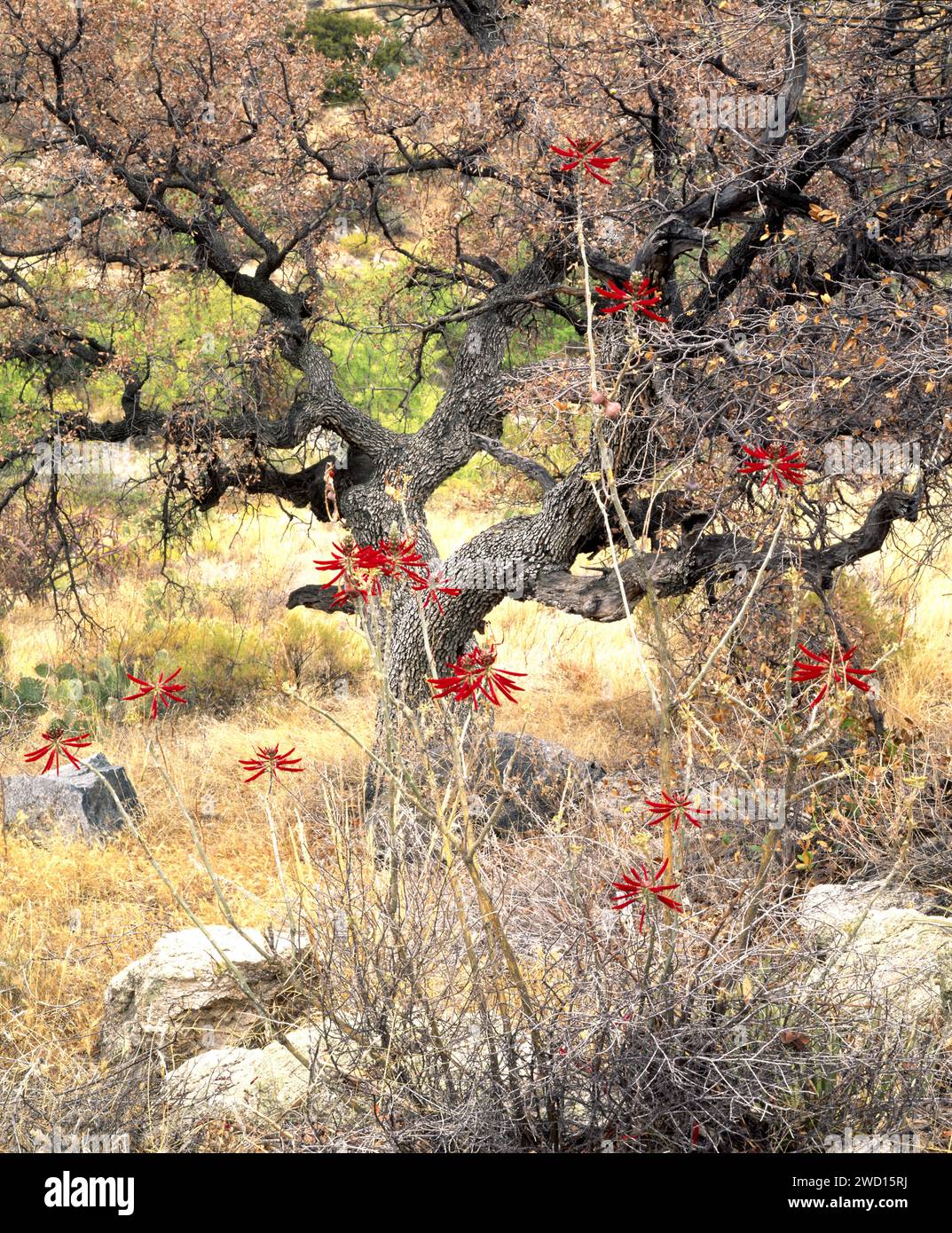 Coral Bean plent stands in front of large oak tree in Molino Basin. Santa Catalina Mountains, Arizona Stock Photo