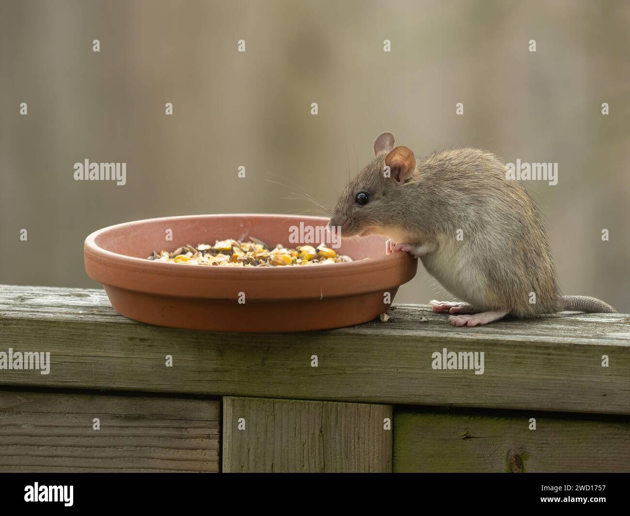 greyish brown colored black ship rat (Rattus rattus) sitting on a