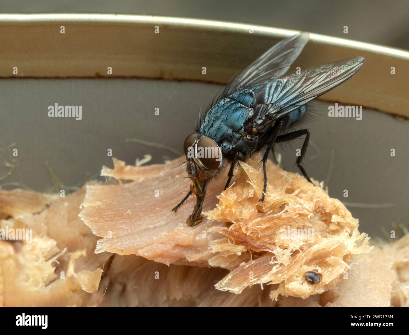 Bluish common blowfly or bottle fly (Calliphora vicina), feeding on tinned tuna. Delta, British Columbia, Canada Stock Photo