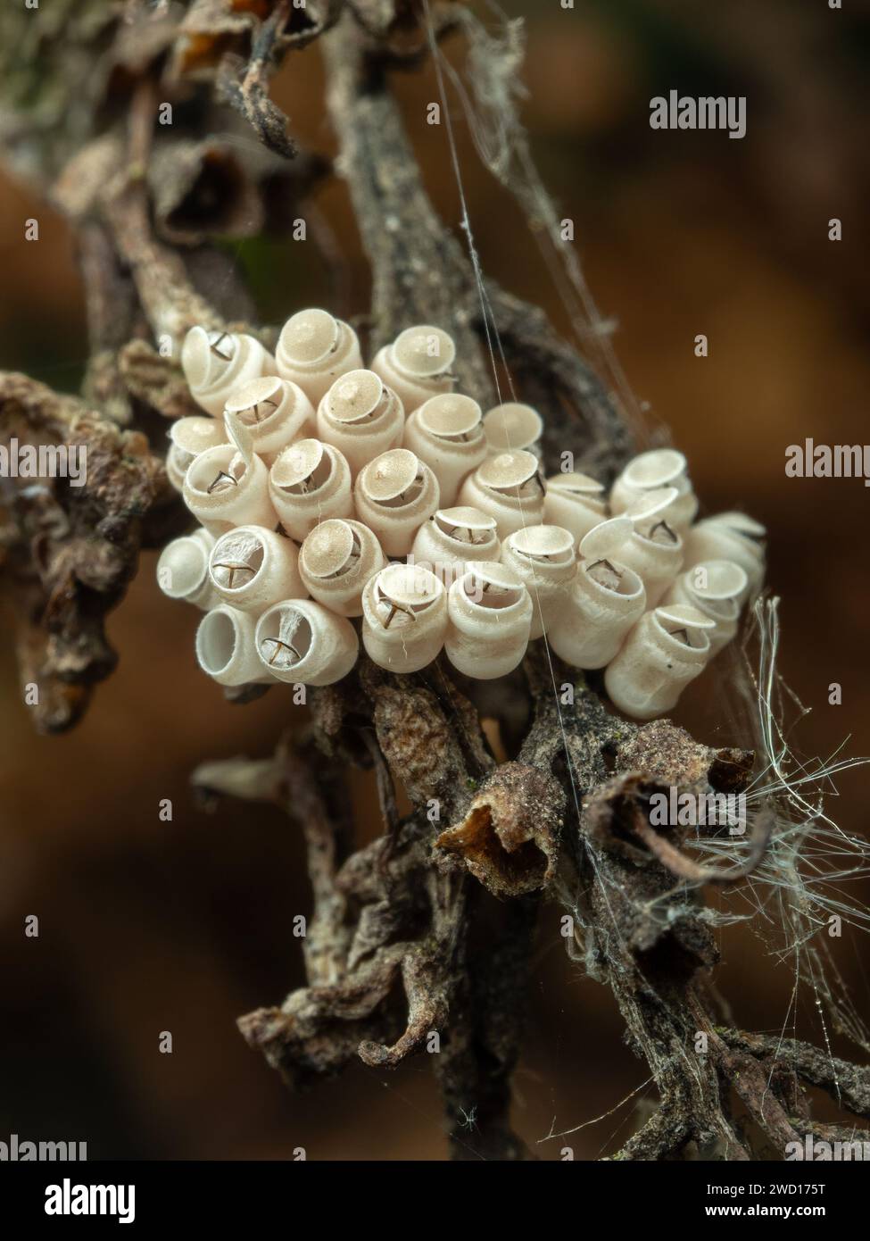 the recently hatched eggs of a stink bug (Chlorochroa ligata) Stock Photo