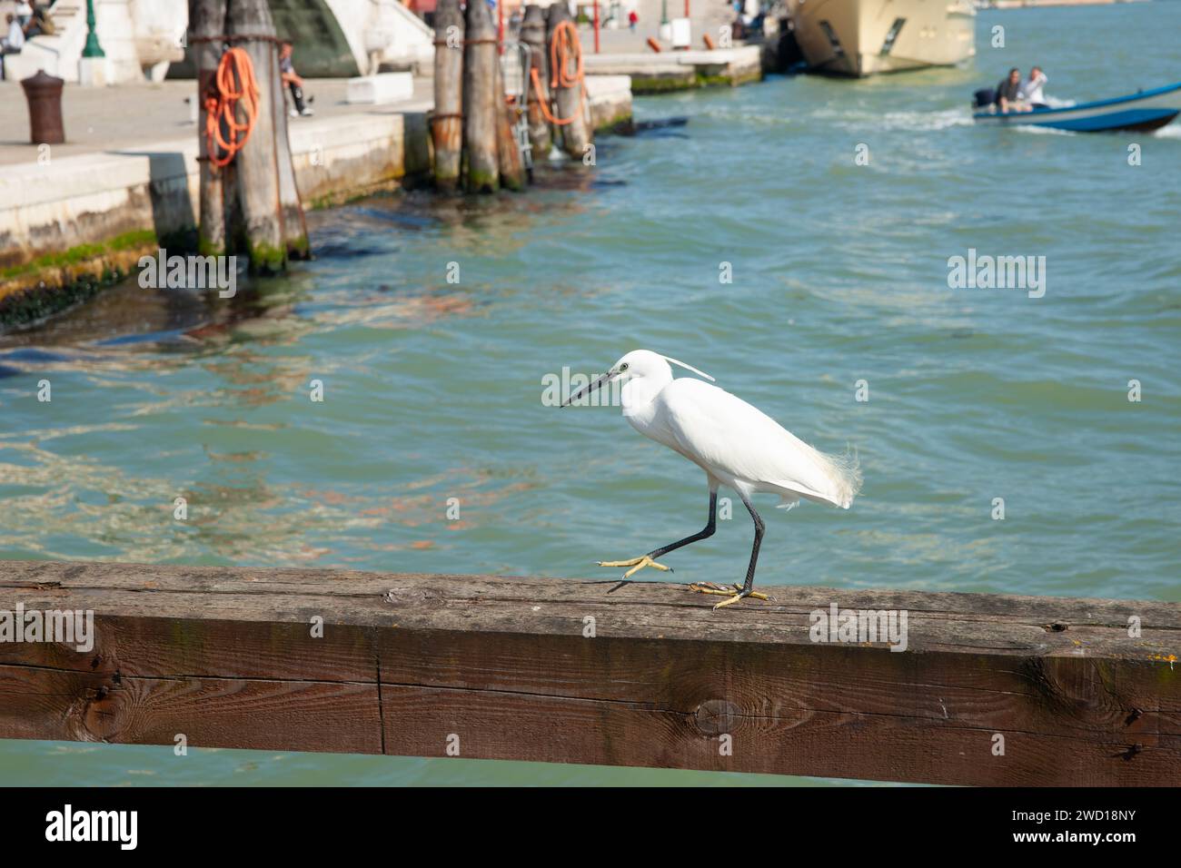 Great white egret in urban locale on old wharf beam on promenade in Great white egret in urban locale on old wharf beam on promenade in