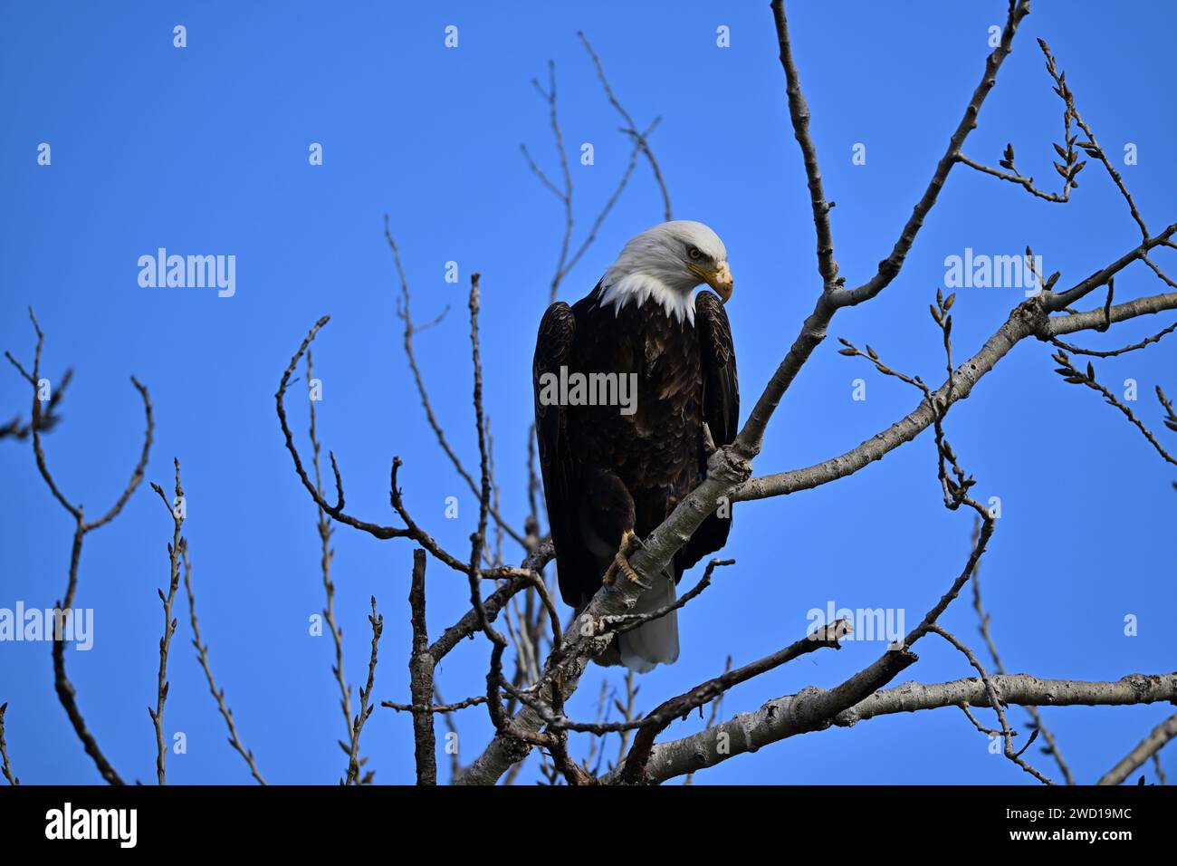 Bald Eagle at Sacramento NWR Stock Photo