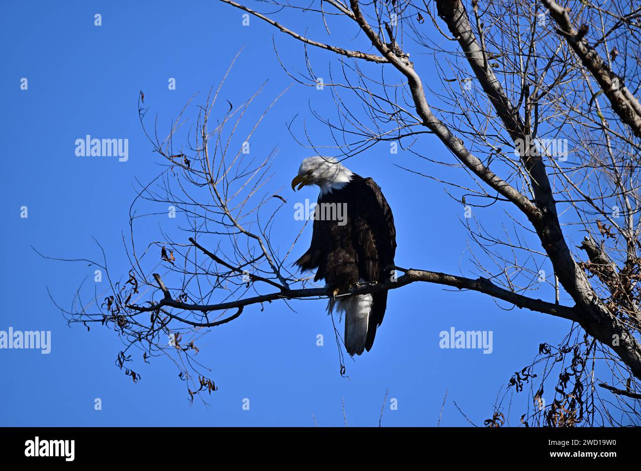 Bald Eagle at Sacramento NWR Stock Photo