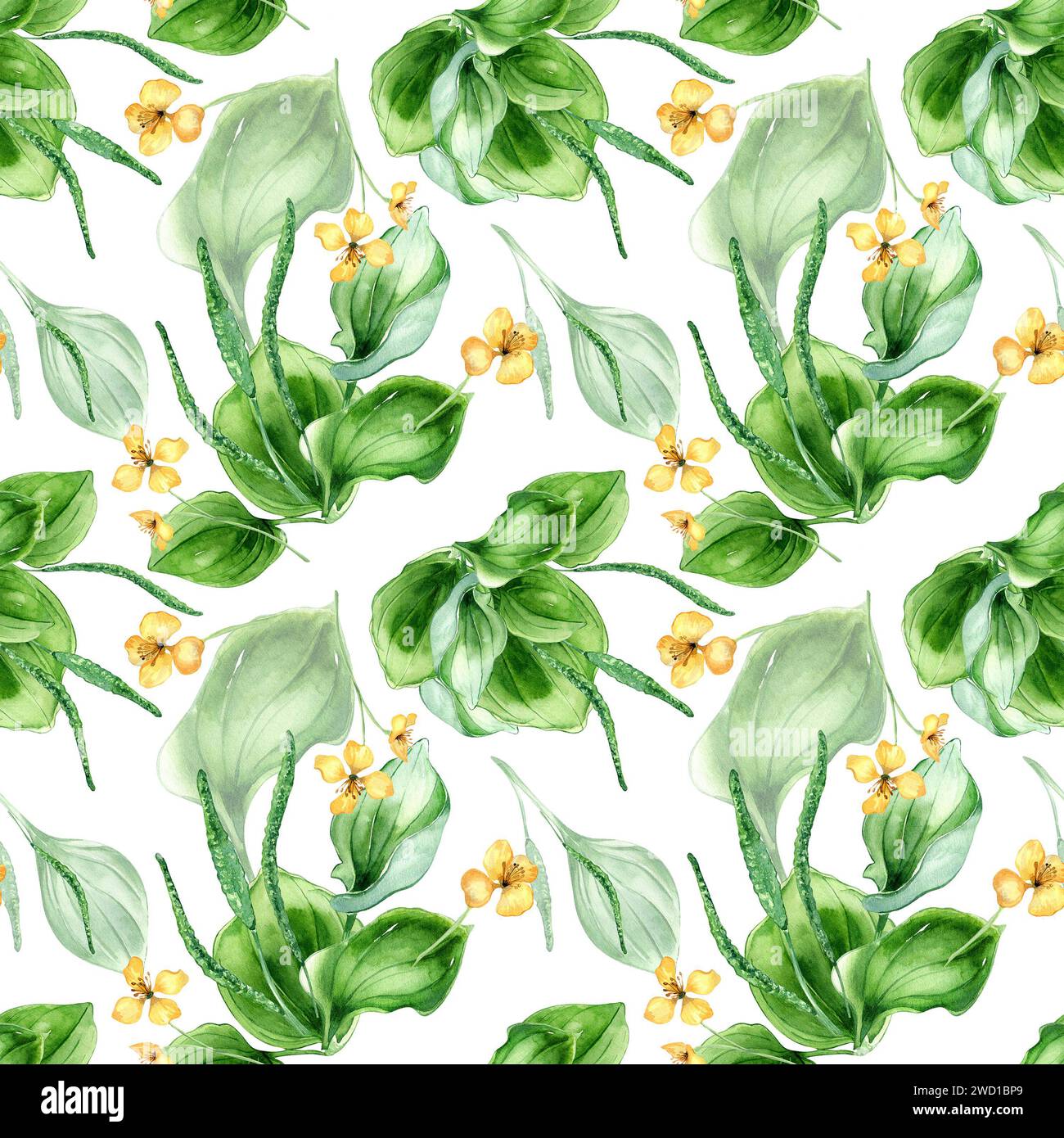 Plantago broadleaf, celandine watercolor seamless pattern isolated on white background. Plantain, green leaves, herb chelidonium, psyllium hand drawn. Stock Photo