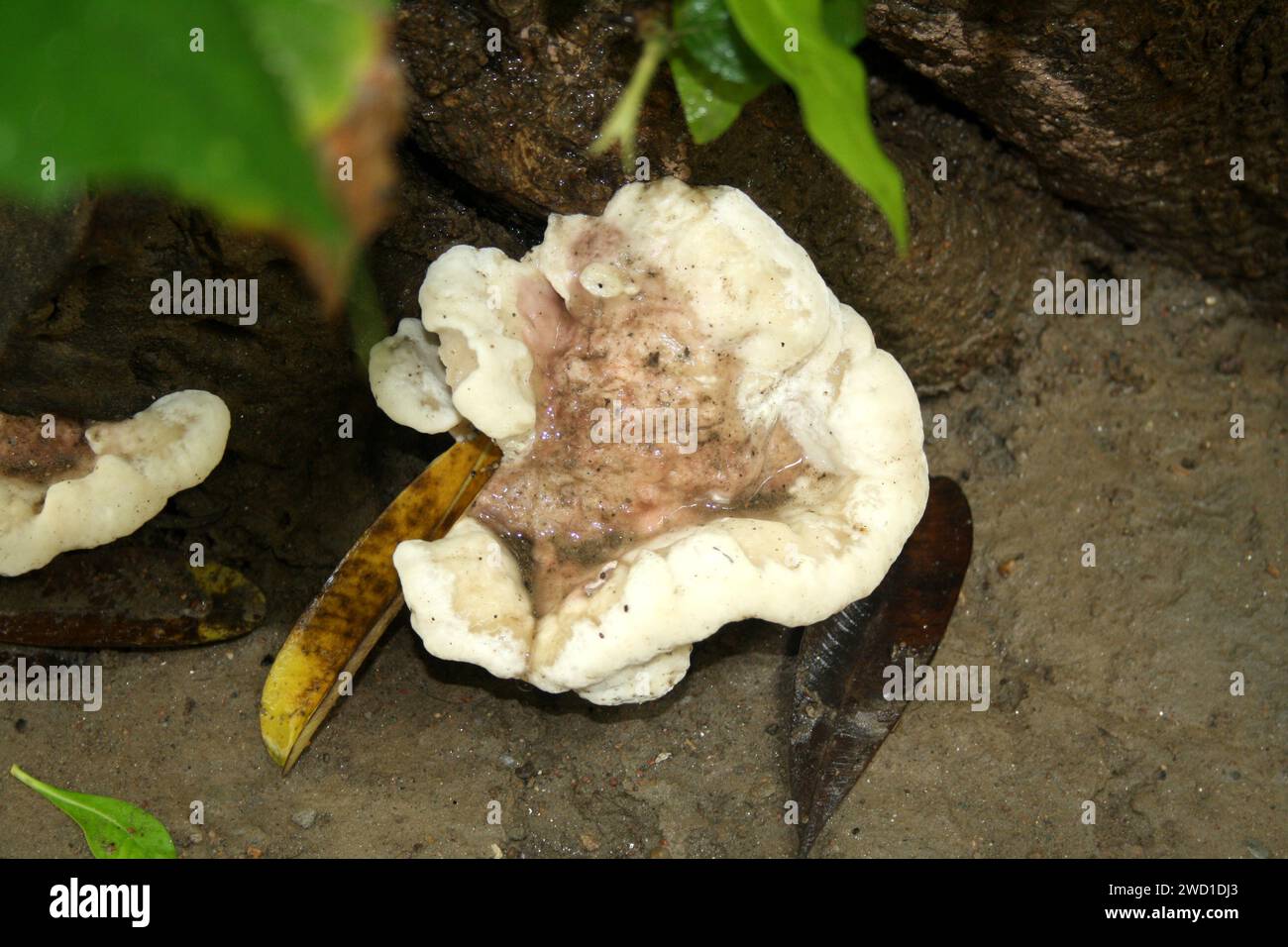 Rosy conk (Fomitopsis cajanderi) growing on dead wood : (pix Sanjiv Shukla) Stock Photo