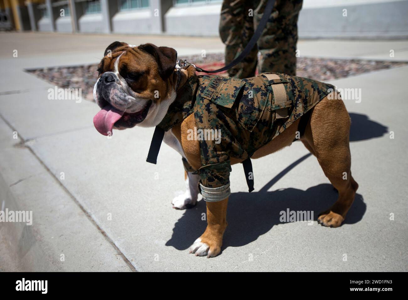The Marine Corps Recruit Depot San Diego (MCRDSD) mascot bulldog, stands in uniform. Stock Photo
