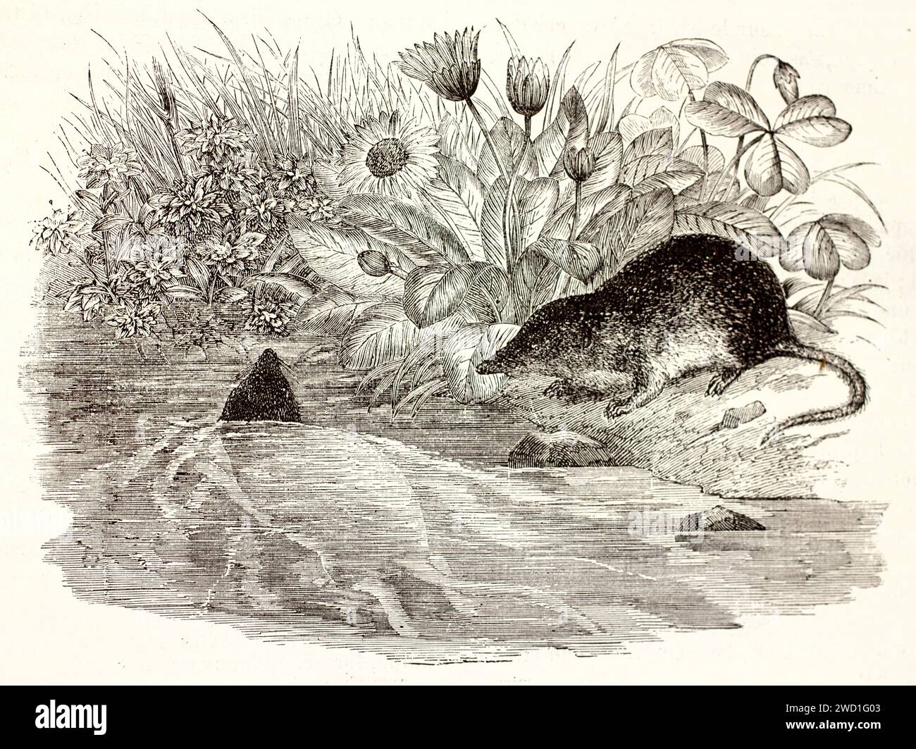 Old engraved illustration of Eurasian Water Shrew. Created by Zimmermann, published on Brehm, Les Mammifers, Baillière et fils, Paris, 1878 Stock Photo