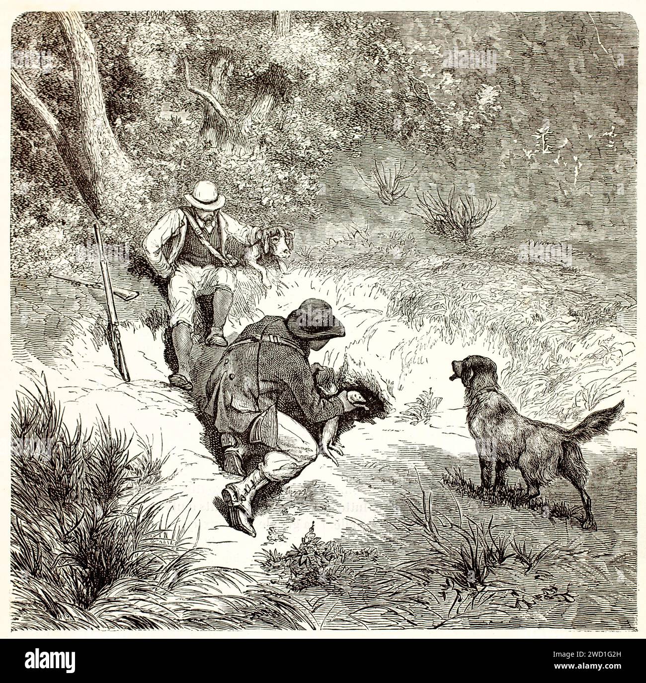 Hunting Dog - Vintage Engraved Illustration 1889 Stock Photo - Alamy