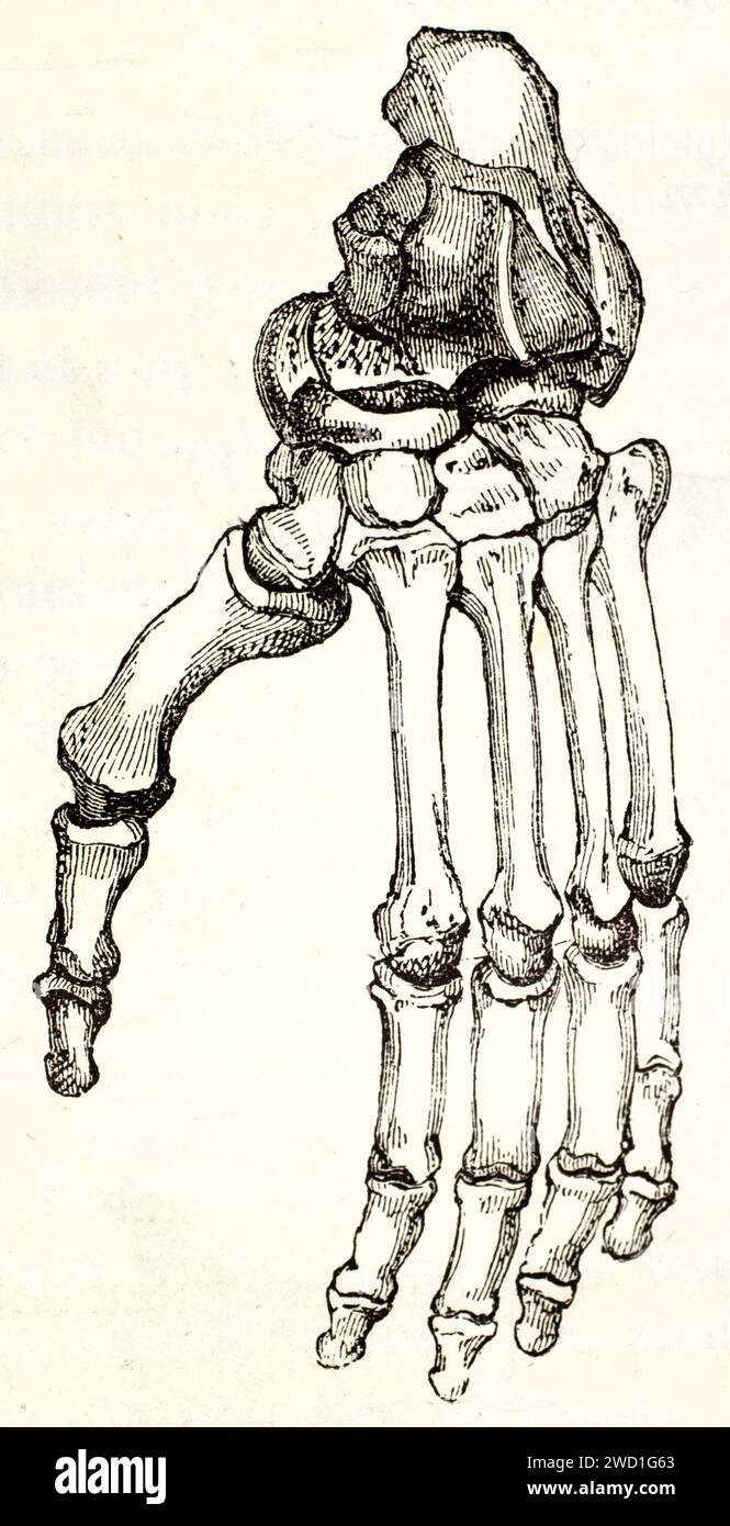 Old engraved illustration of Gorilla foot bones. By unknown author ...