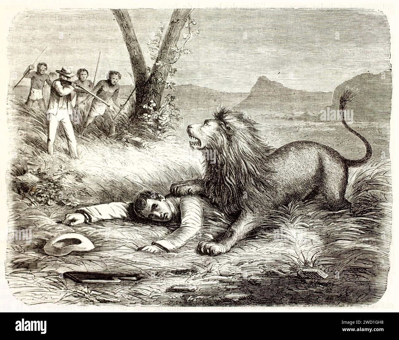 Old illustration depicting Lion attacking man. Created by Burck and Seguin, published on Brehm, Les Mammifers, Baillière et fils, Paris, 1878 Stock Photo