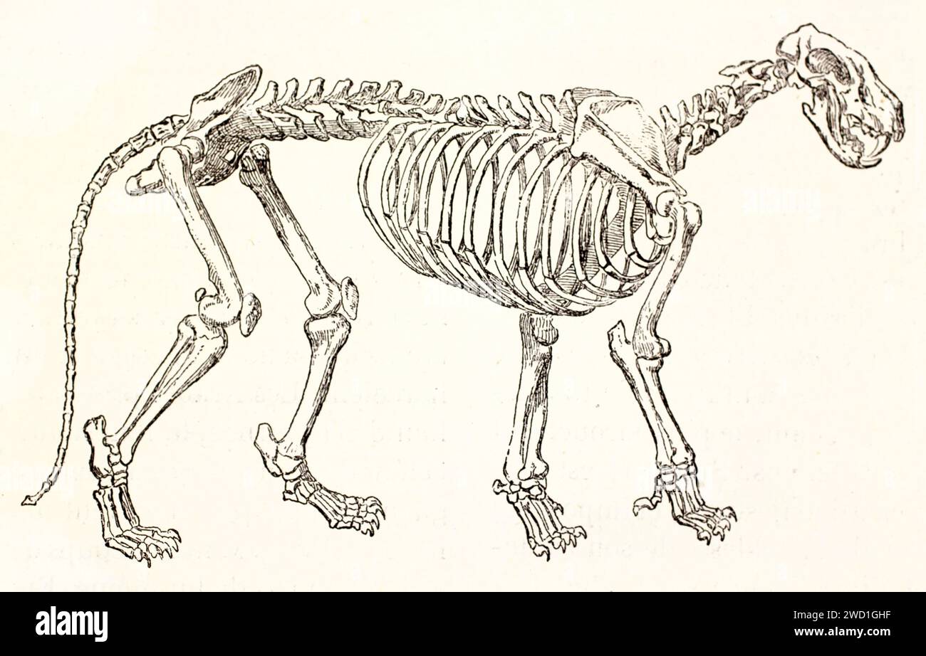 Old engraved illustration of a Lion skeleton. By unknown author, published on Brehm, Les Mammifers, Baillière et fils, Paris, 1878 Stock Photo