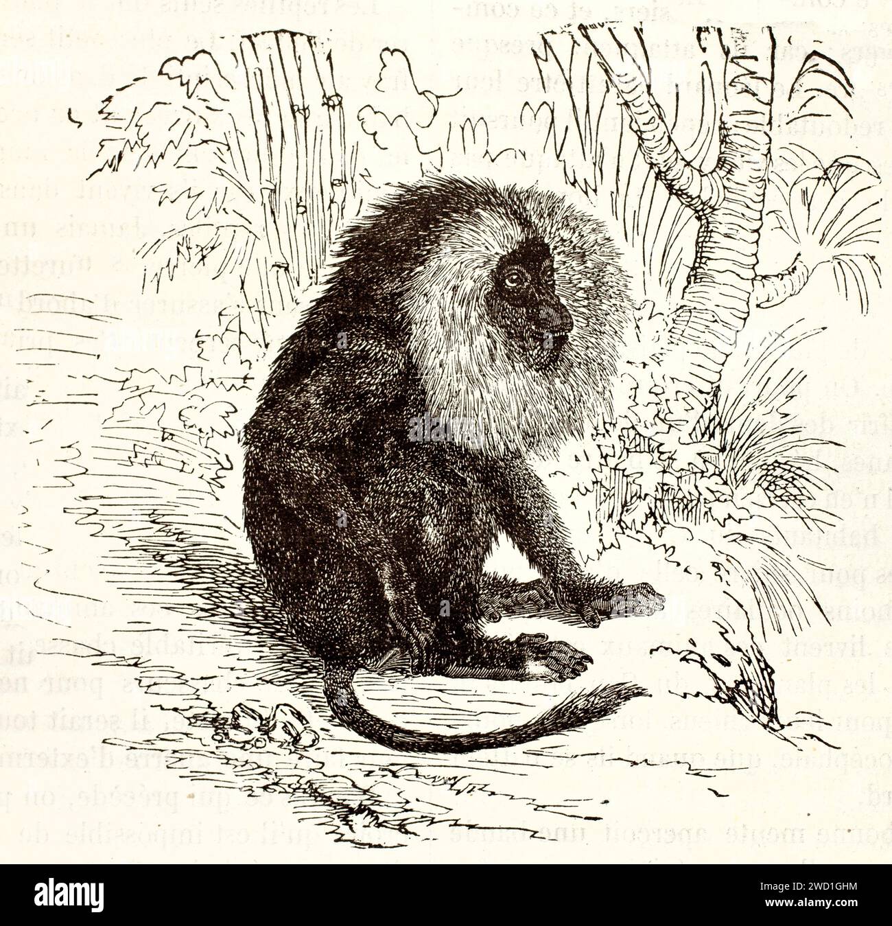 Old engraved illustration of Lion-tailed macaque (Macaca silenus). By unknown author, published on Brehm, Les Mammifers, Baillière et fils, Paris, 187 Stock Photo