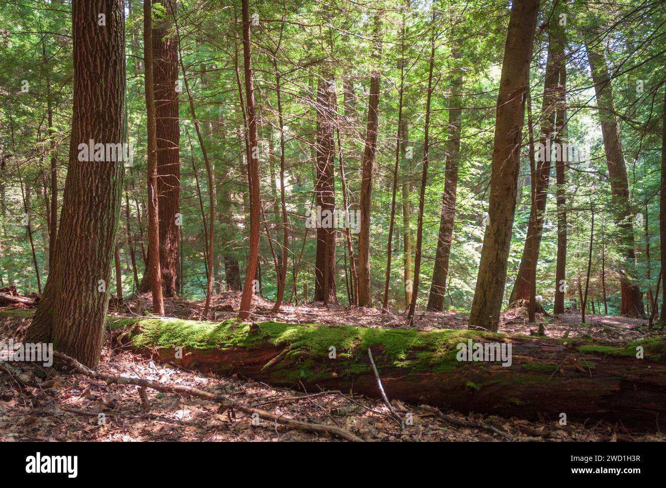 A Trail at Cook Forest State Park and Clarion River Lands in scenic