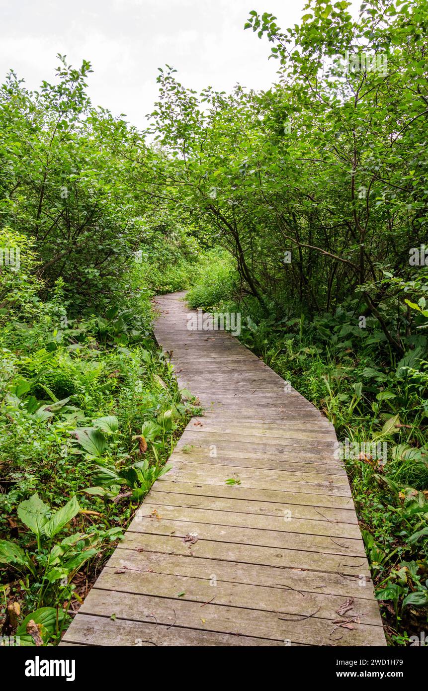 Black Moshannon State Park, in Pennsylvania, USA Stock Photo - Alamy