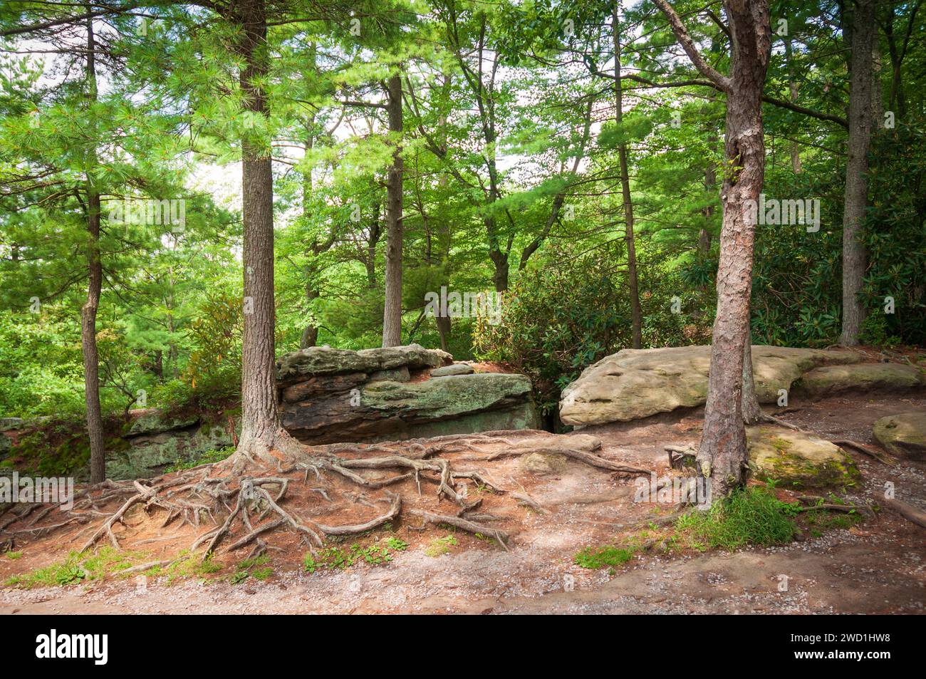 Cook Forest State Park and Clarion River Lands in scenic northwestern