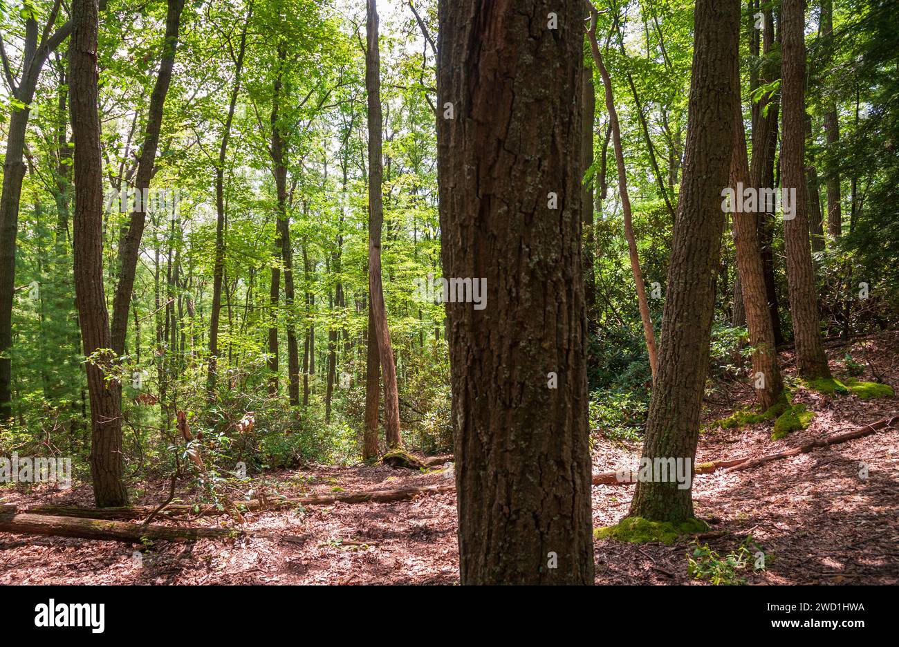 A Trail at Cook Forest State Park and Clarion River Lands in scenic