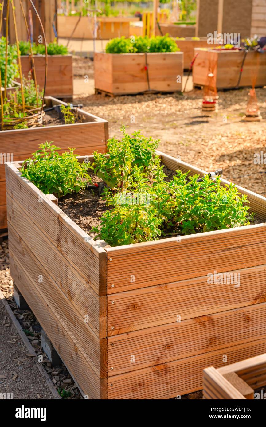 Vegetable garden with wooden raised beds for herbs, fruits and