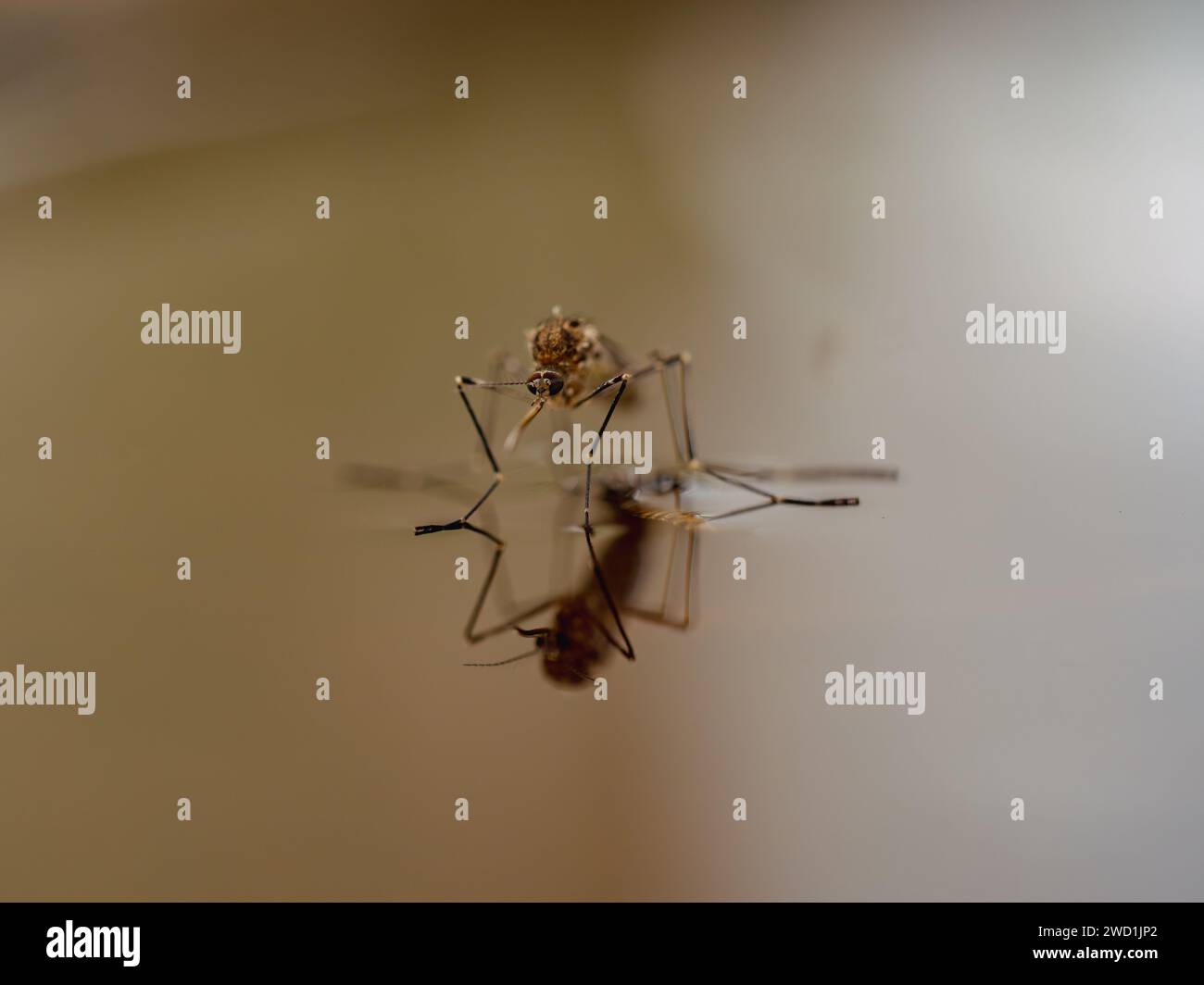 A mosquito on shiny water surface Stock Photo