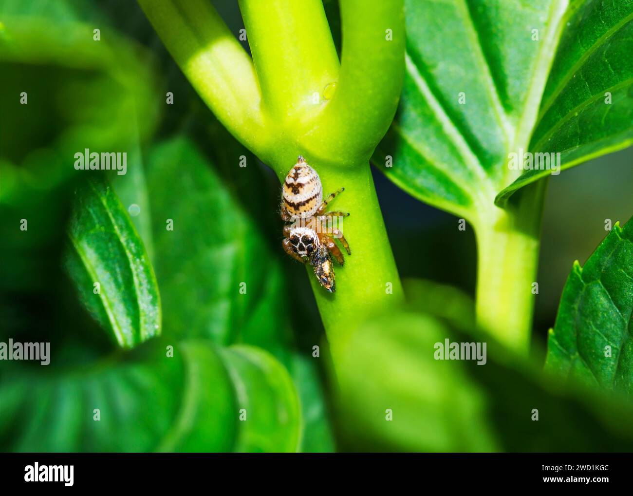 Jumping Spider Skull Pattern Head Rare Very Few Sightings South Africa Stock Photo