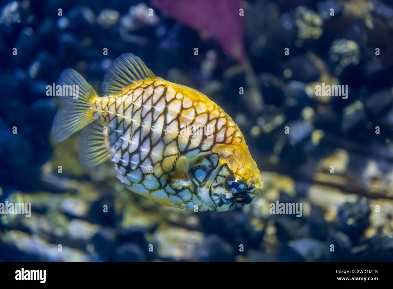 The pineapplefish (Cleidopus gloriamaris) also know as mailfish, knightfish or the coat-of-mail, marine fish in the family Monocentridae, native to co Stock Photo