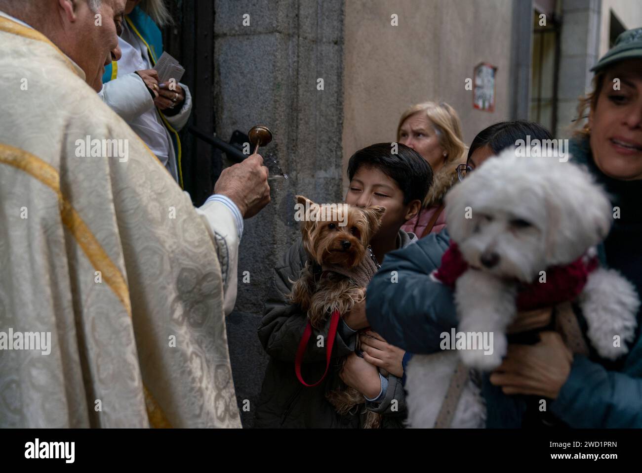 Madrid, Spain. 17th Jan, 2024. A dog carried by a kid is blessed at San ...
