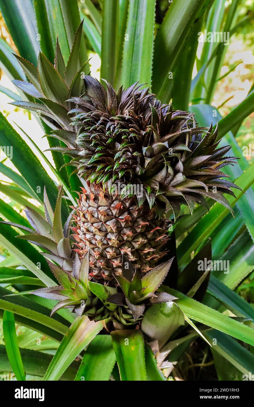 Ananas bracteatus a wild red pineapple terrestrial bromeliad pant with green spiny leaves & reddish edible fruit. Tomohon, North Sulawesi, Indonesia Stock Photo