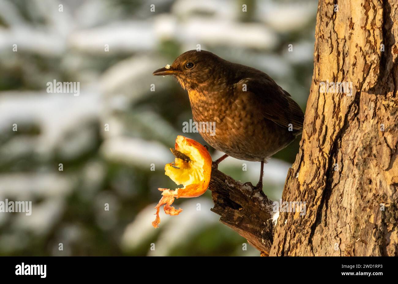 Blackbird pecking at an apple hi-res stock photography and images - Alamy