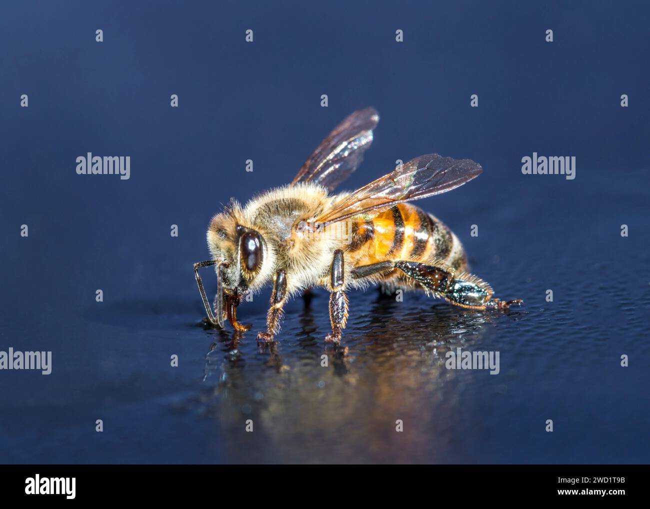 African Honeybee Close-Up Macro Photography South Africa Stock Photo