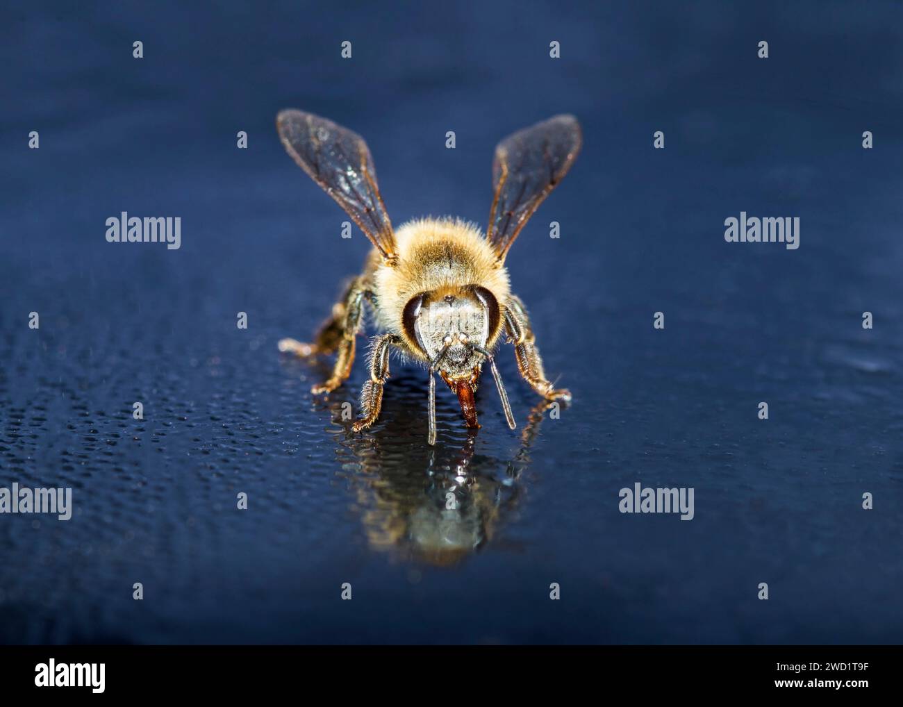 African Honeybee Close-Up Macro Photography South Africa Stock Photo