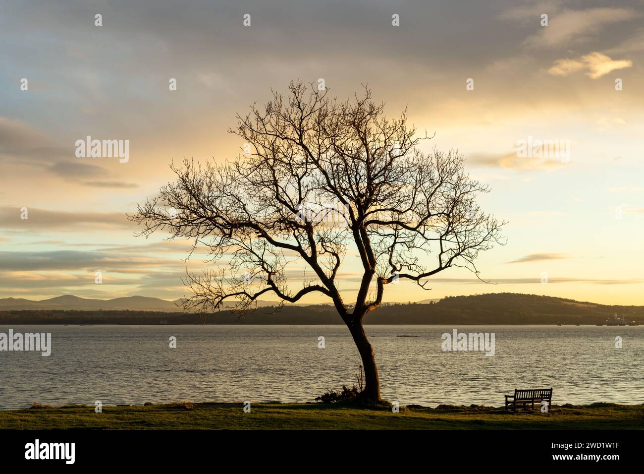 A single tree on the coast at Dalgety Bay against the Firth of Forth at sunset Stock Photo