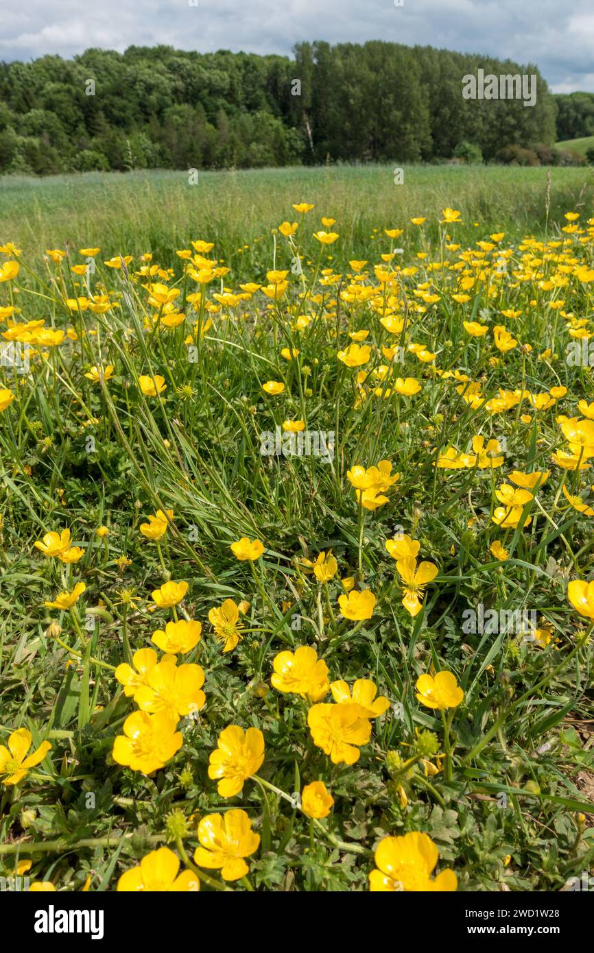 A wildlife field border of bright yellow buttercups, Leicestershire, England, UK Stock Photo