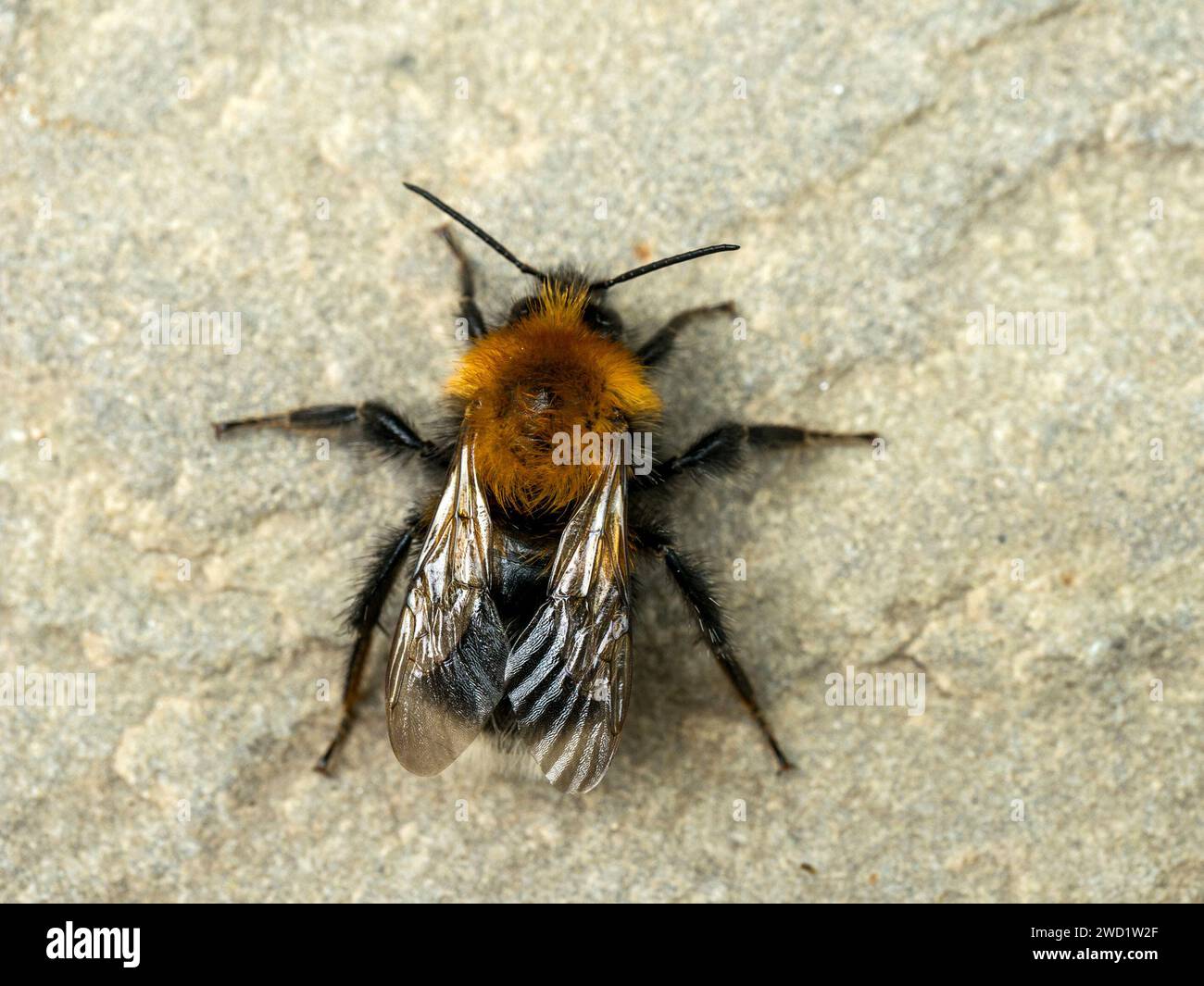 Closeup of a single wild tree bumble bee, Bombus hypnorumon on natural stone slab, Leicestershire, England, UK Stock Photo