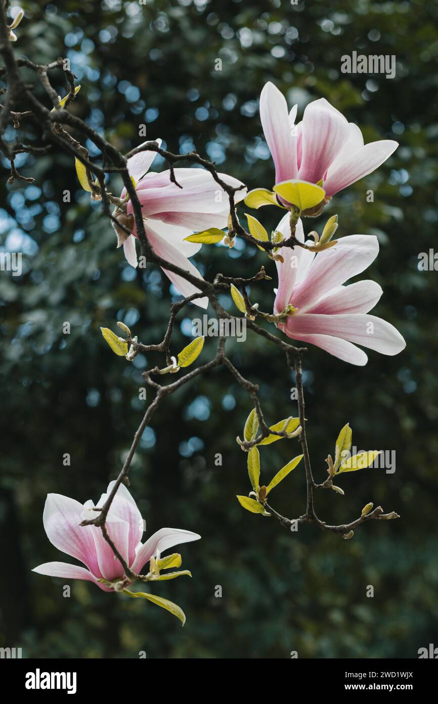 Amazing Magnolia flowers in a spring garden. Springtime background ...