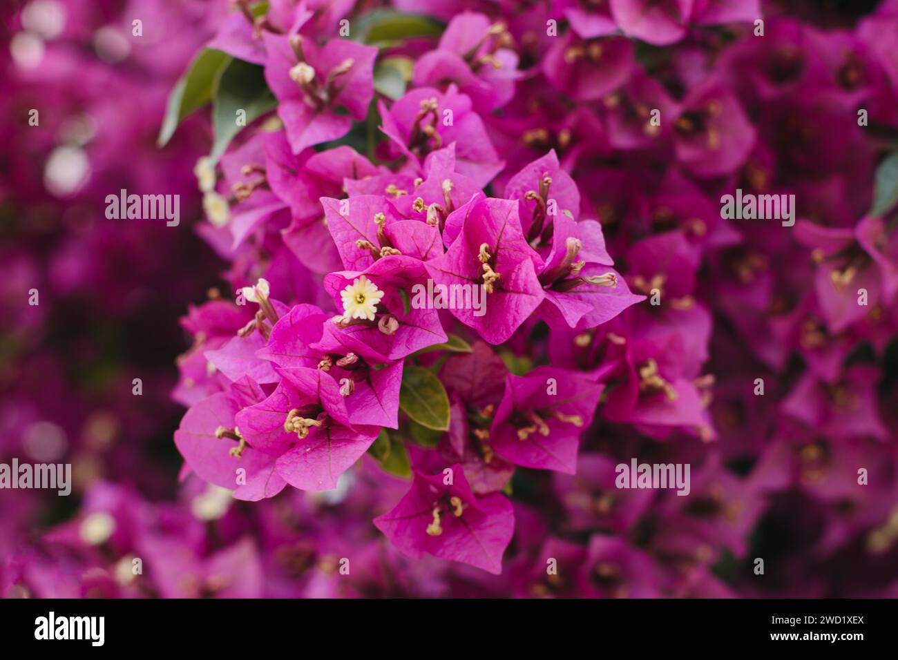 Beautiful violet bougainvillea flowers on a summer street. Selective focus. Close-up. Stock Photo
