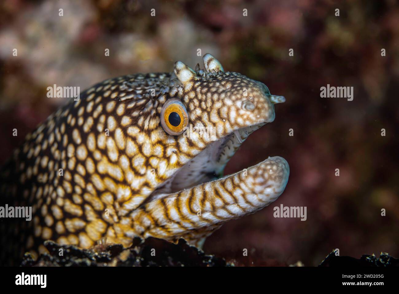 Close-up of a honeycomb moray eel (Muraena melanotis) emerging from a crevice, its textured skin and vivid eye detailed, set against a blurred underwa Stock Photo