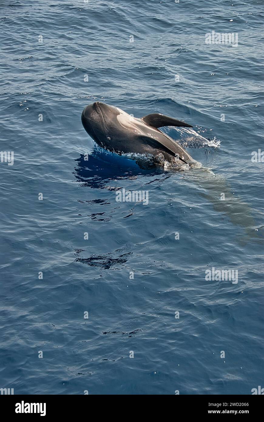 A pilot whale (Globicephala melas) breaching the surface of the ocean. The whale is captured mid-jump, with its body partially above the water Stock Photo
