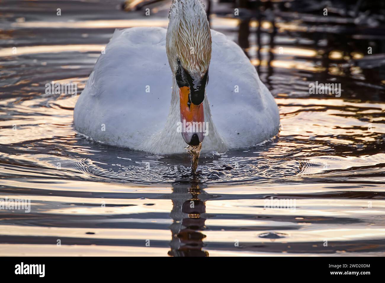 Swan swimming on lake with ripples and water drops Stock Photo