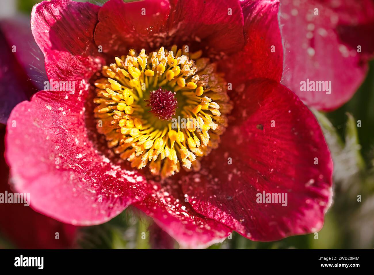 pulsatilla flower with pollen on stamens Stock Photo