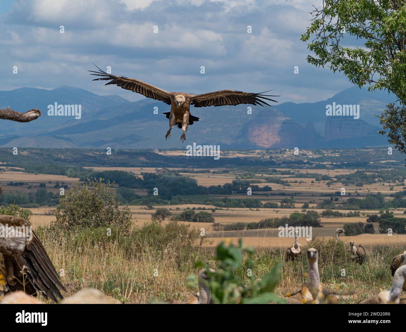 griffon vulture flight and perched in the sun Stock Photo