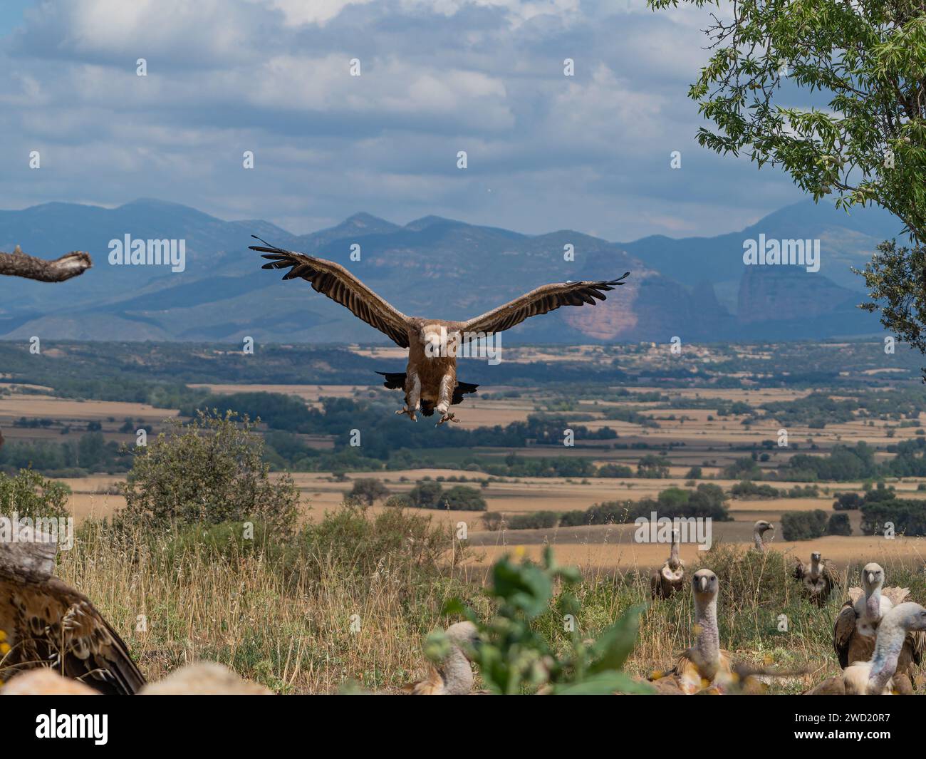 griffon vulture flight and perched in the sun Stock Photo
