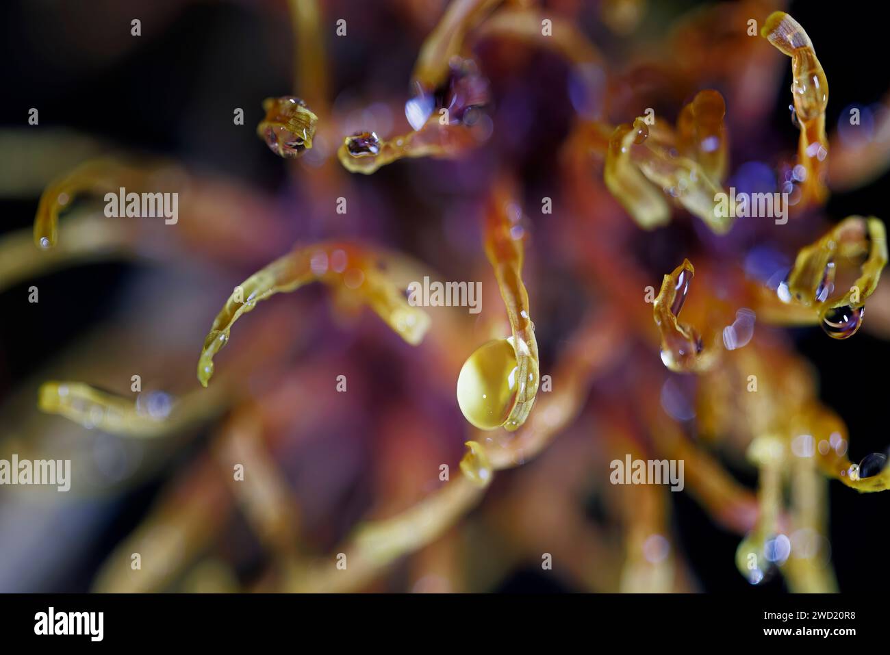 witch hazel flower with water drops on petals Stock Photo