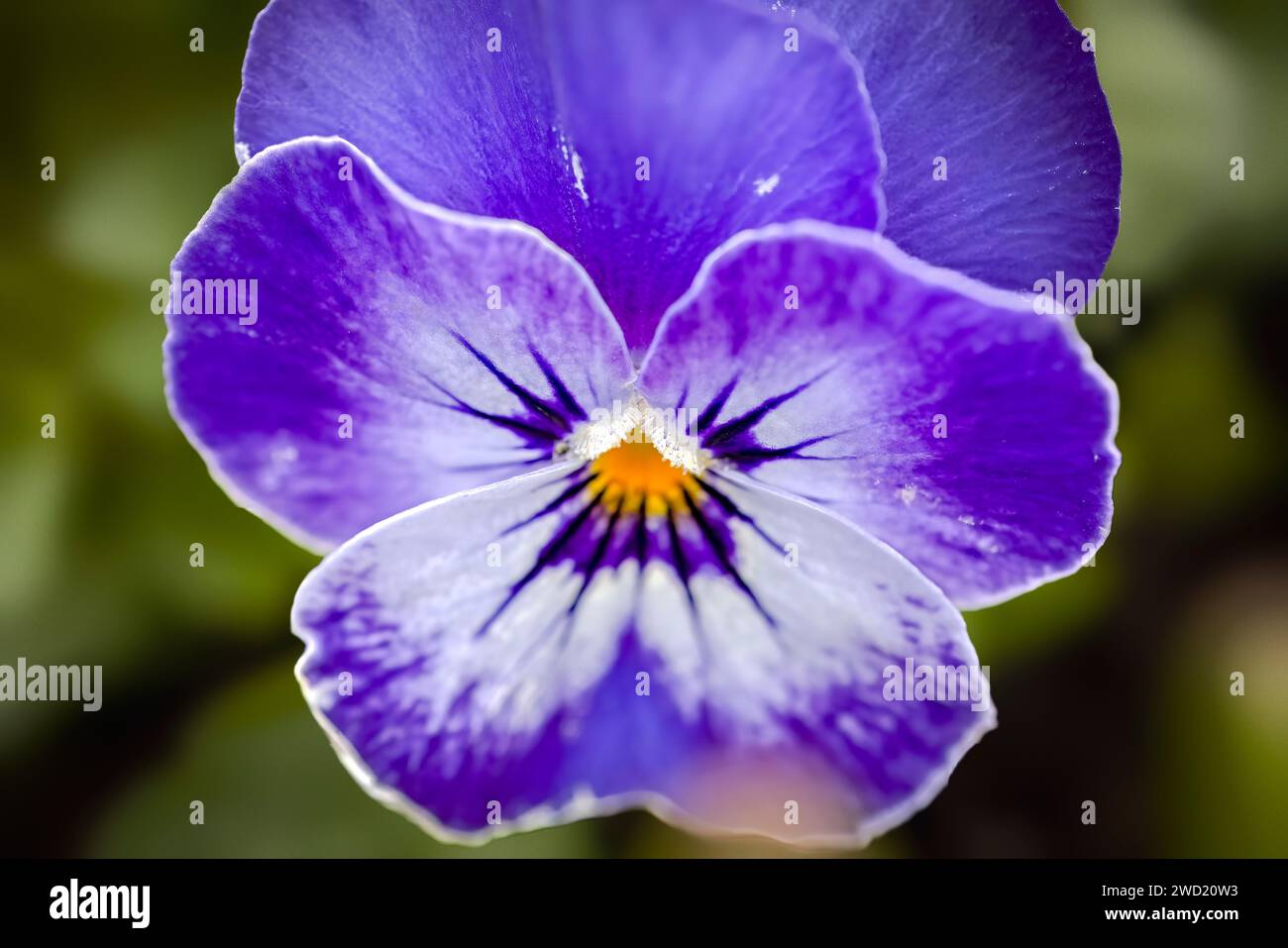 blue viola flower close up of the center Stock Photo