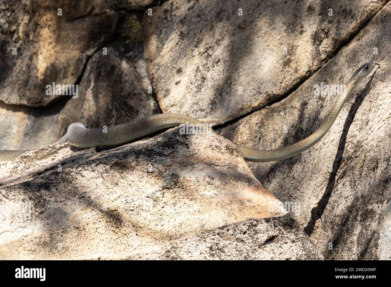 A large Black Mamba searches for young Hyrax in the crevasses of an outcrop of granite. These snakes have a potent neurotoxin that kills its prey fast Stock Photo