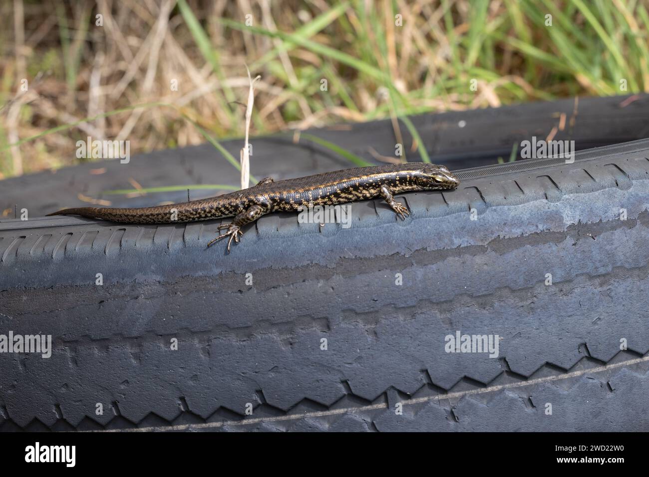 Australian Eastern Water Skink basking on old car tyre Stock Photo