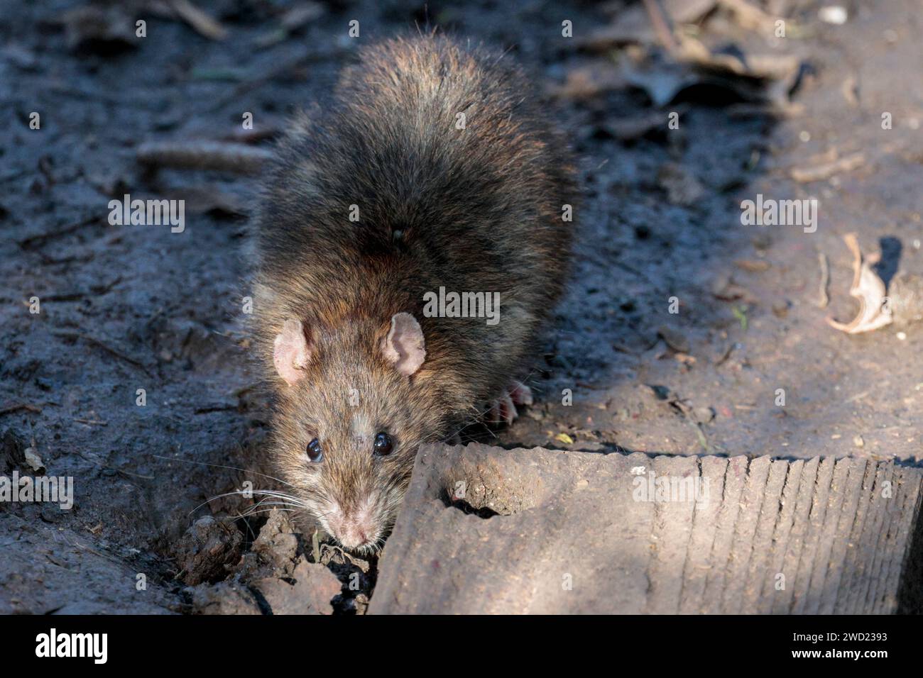 Brown rat Rattus norvegicus, brown grey fur pink ears nose and feet
