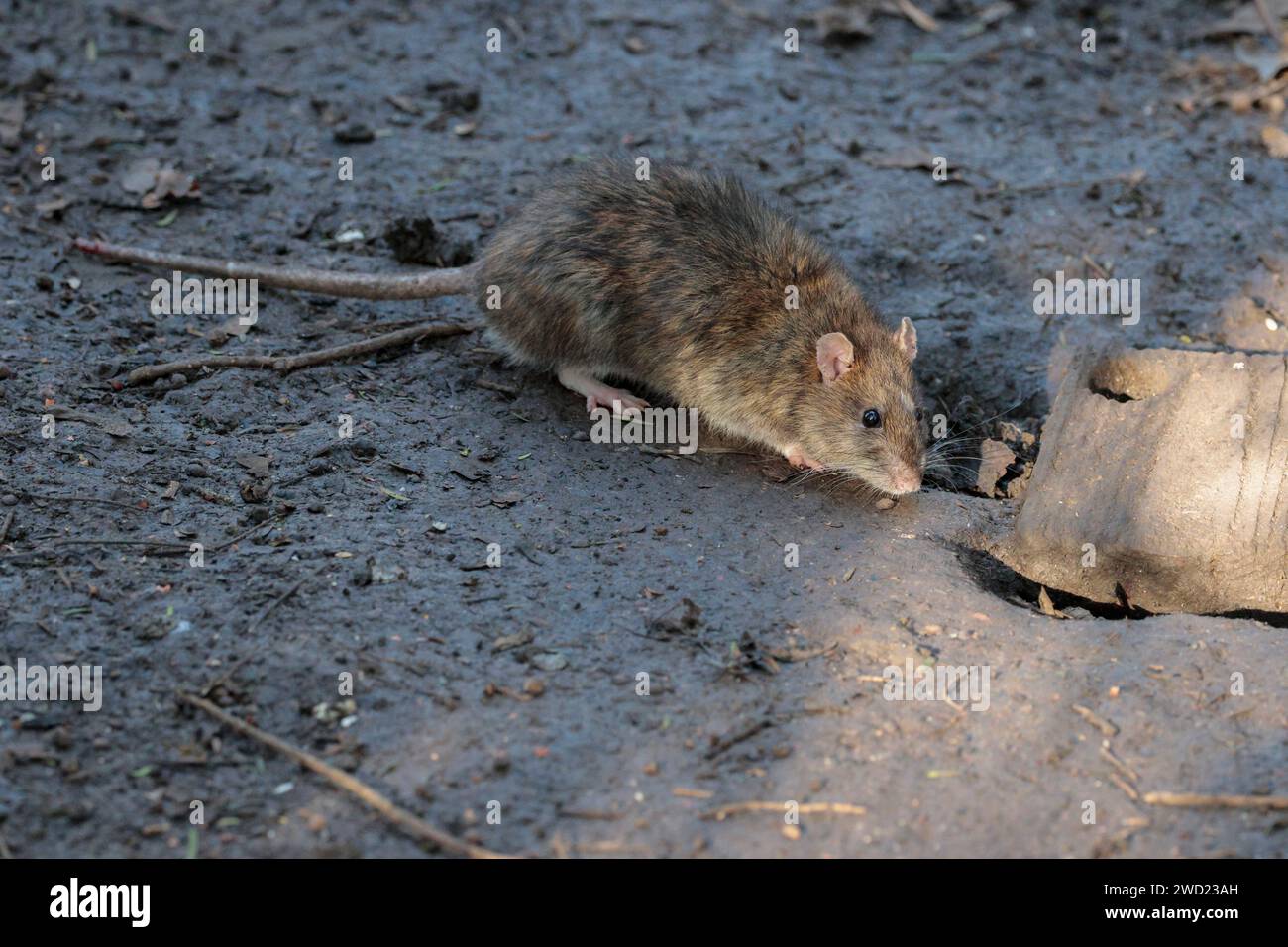 Brown rat Rattus norvegicus, brown grey fur pink ears nose and feet