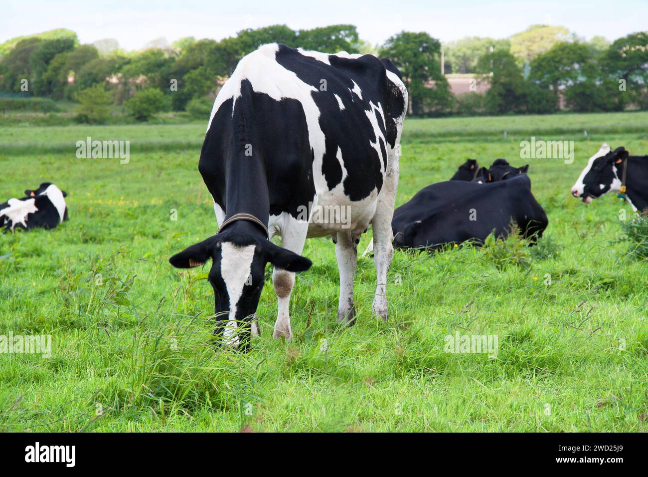 Primholstein holstein cow hi-res stock photography and images - Alamy