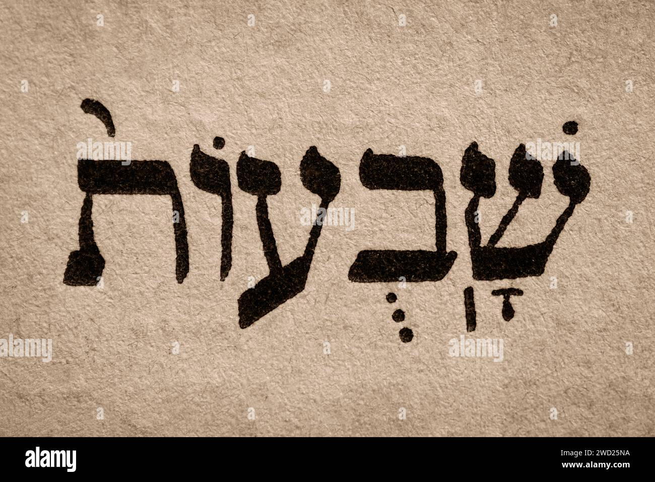 Single hebrew word Shavuot on page of old Torah book. English