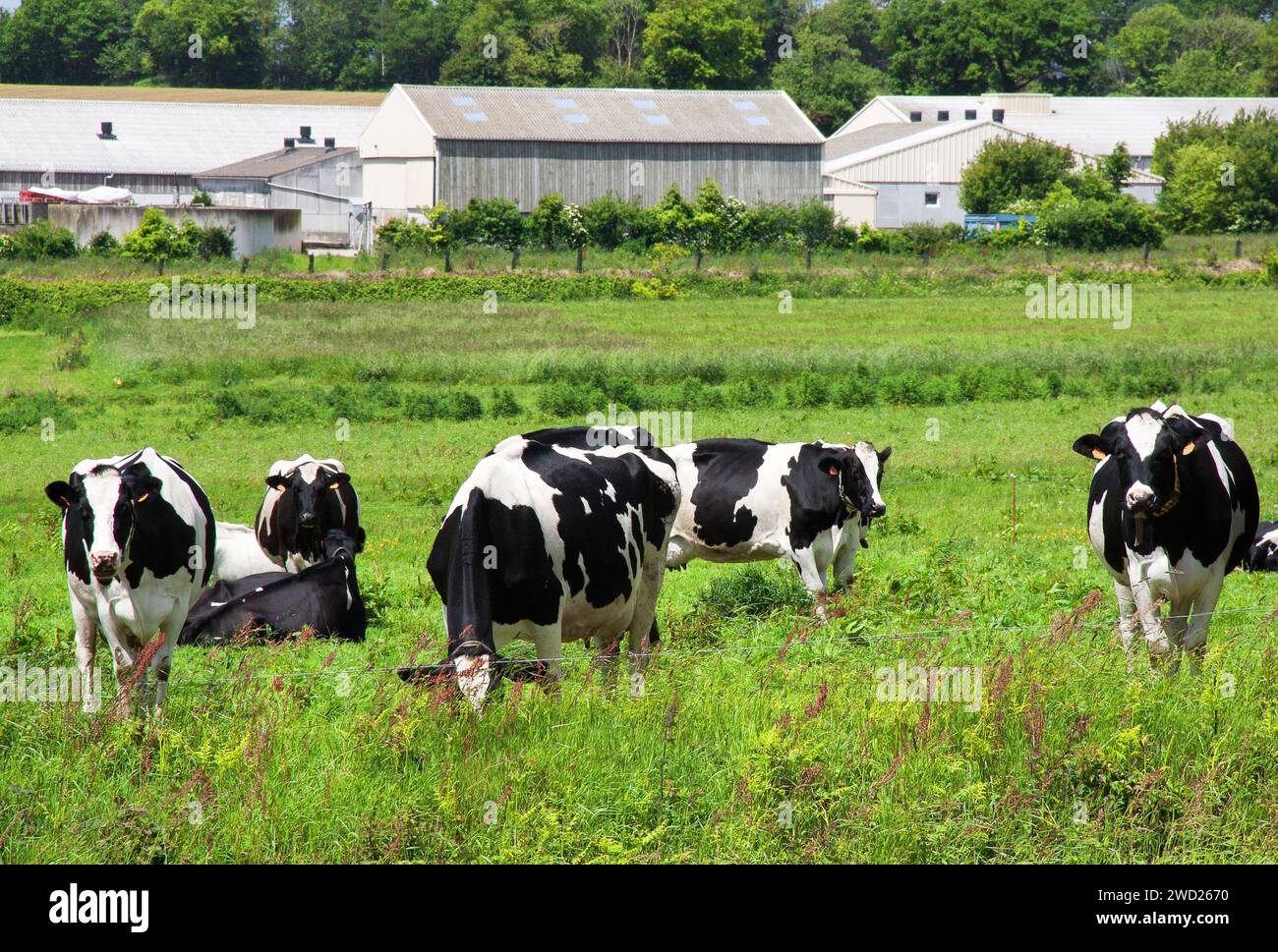 Group black white holstein hi-res stock photography and images - Alamy